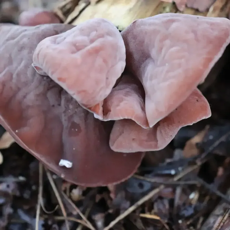 Auricularia Polytricha